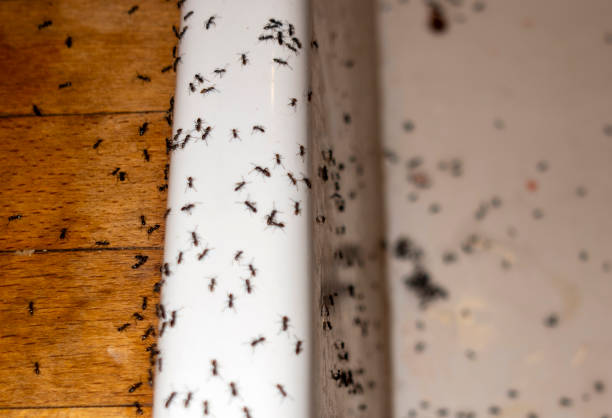 Best Pest Prevention Services  in Strathmore, CA